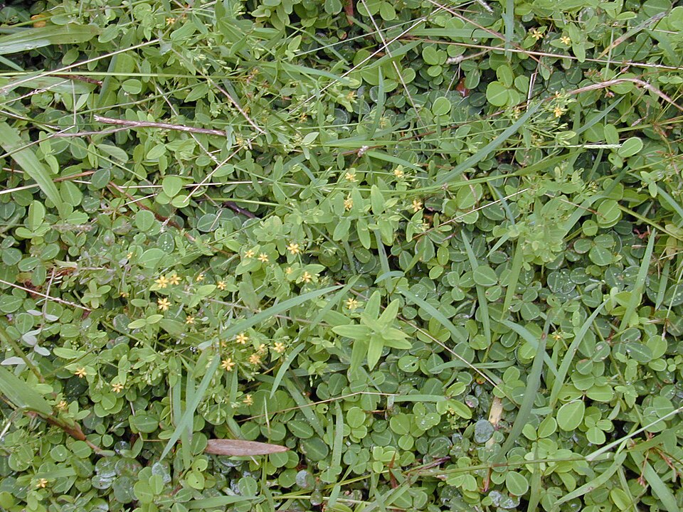 Hypericum mutilum (Dwarf St. John's Wort) (alternate view 6)