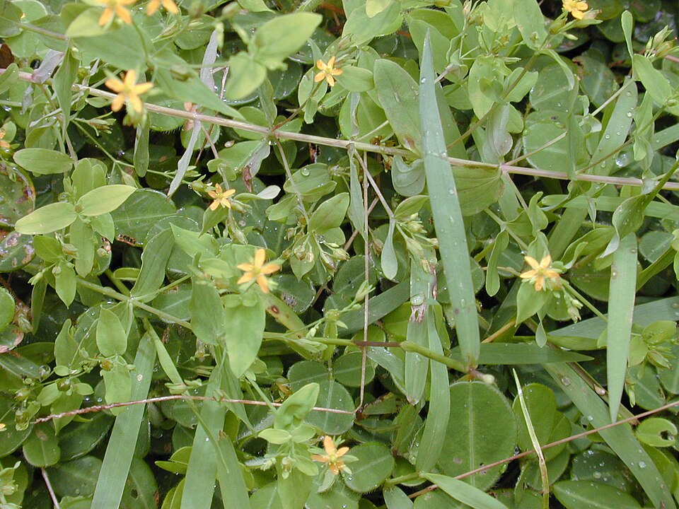 Hypericum mutilum (Dwarf St. John's Wort) (alternate view 7)