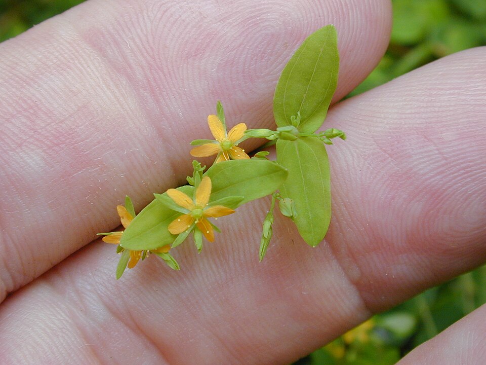 Hypericum mutilum (Dwarf St. John's Wort) (alternate view 8)