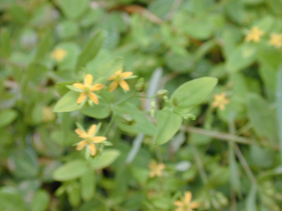 Hypericum mutilum (Dwarf St. John's Wort) (alternate view 9)