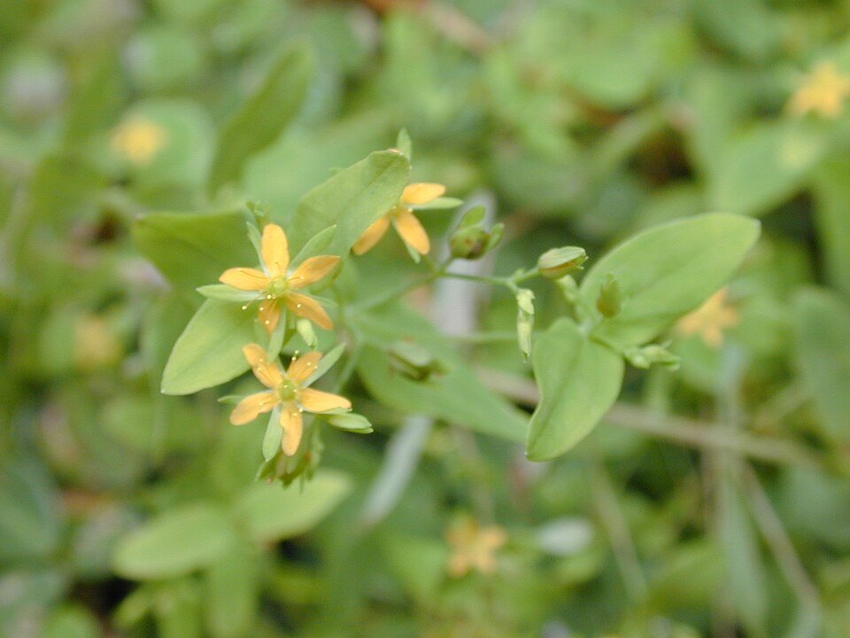 Hypericum mutilum (Dwarf St. John's Wort) (alternate view 10)