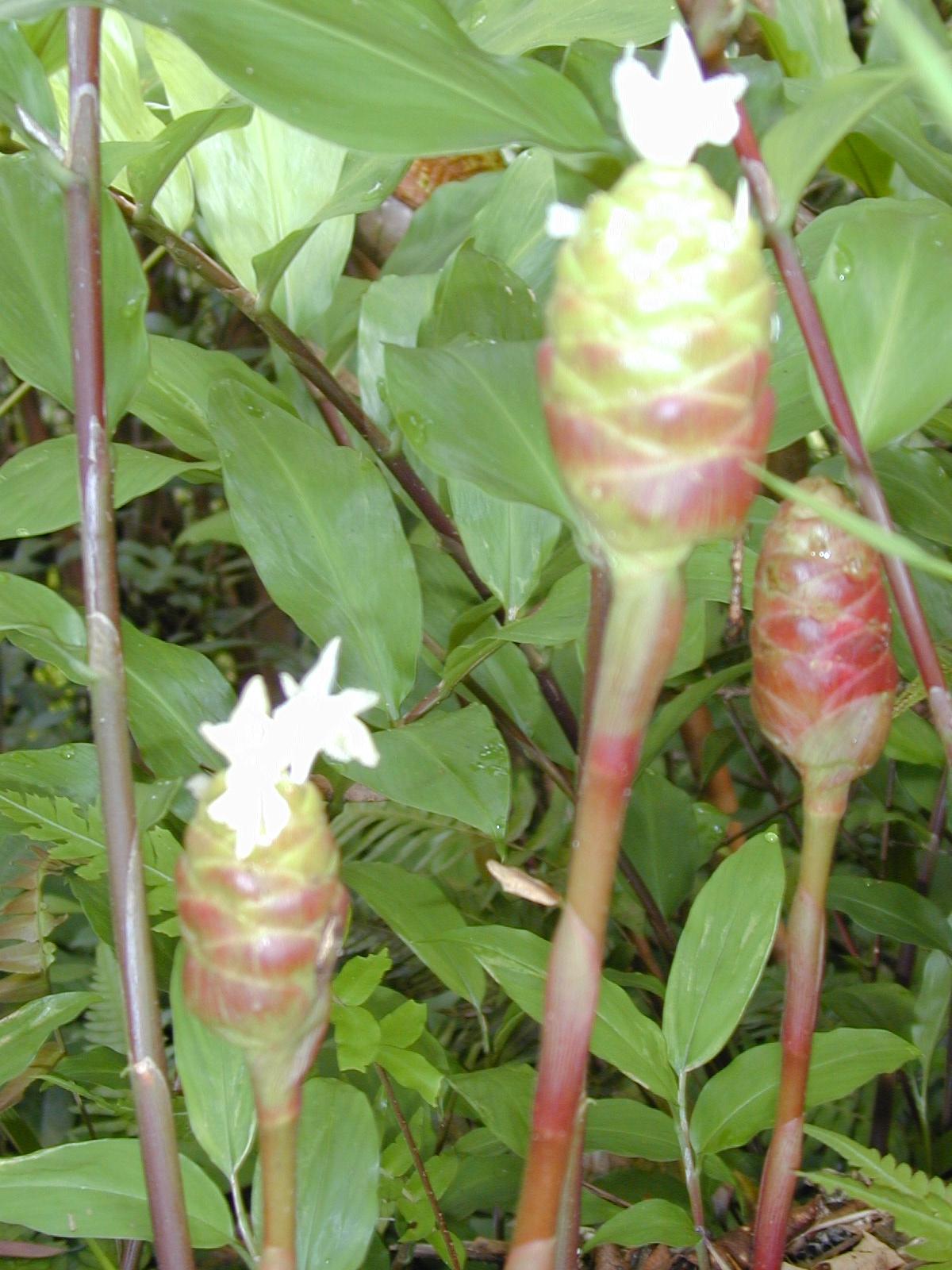 Zingiber zerumbet, Shampoo ginger — clumping deciduous (Zingiberaceae) (image 2 of 10)