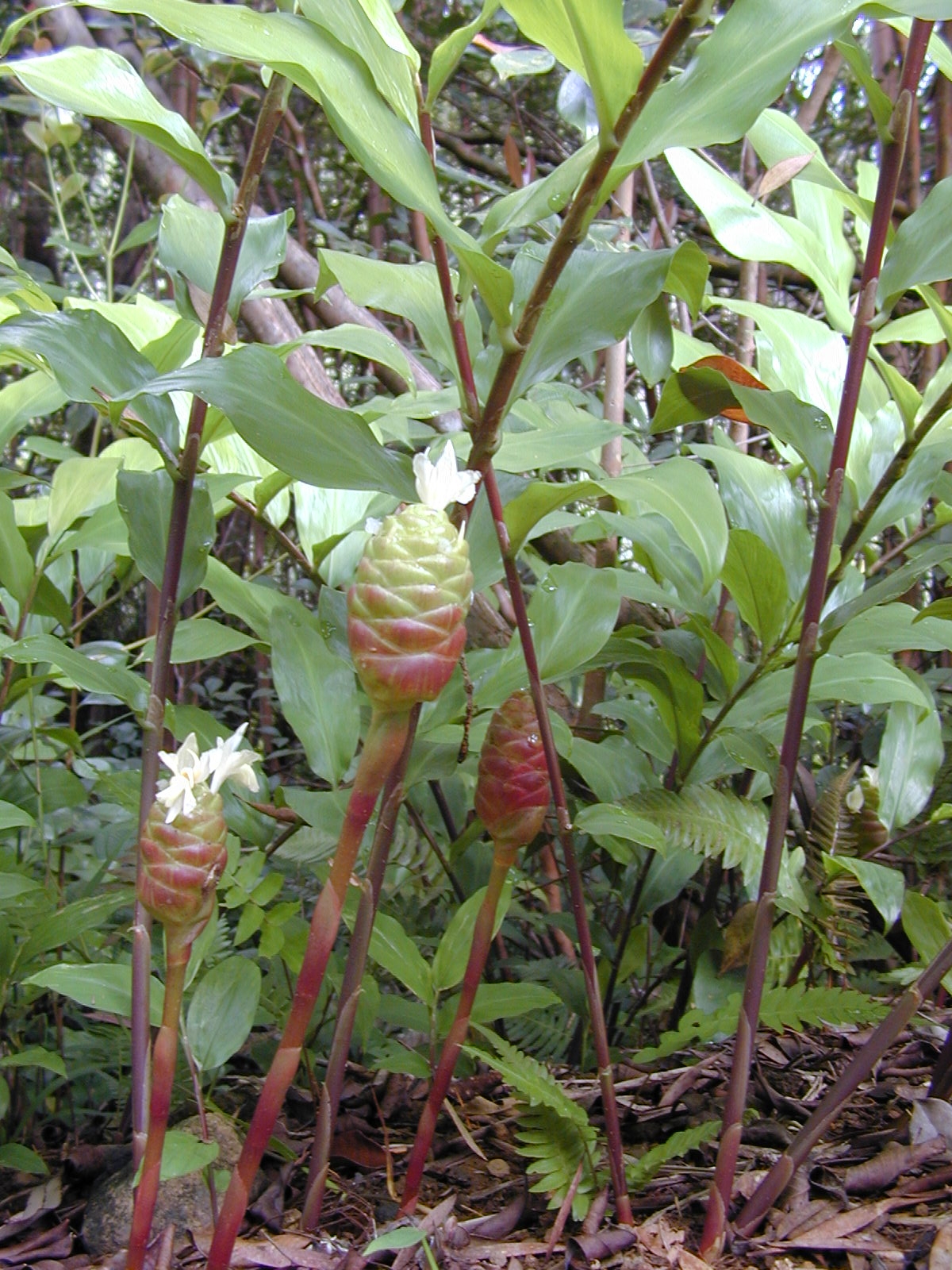 Zingiber zerumbet, Shampoo ginger — clumping deciduous (Zingiberaceae) (image 3 of 10)