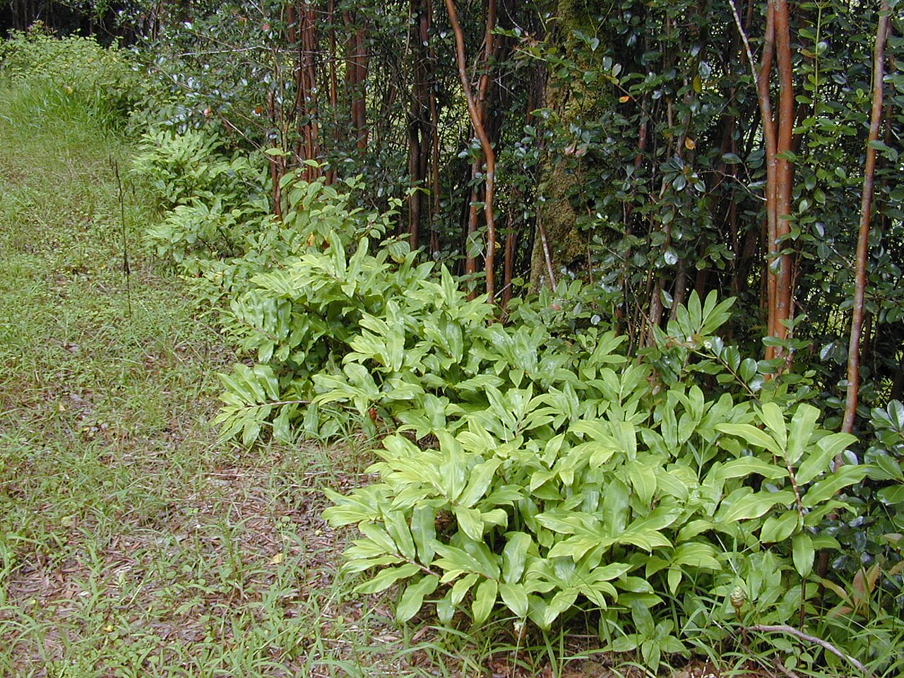 Zingiber zerumbet, Shampoo ginger — clumping deciduous (Zingiberaceae) (image 4 of 10)