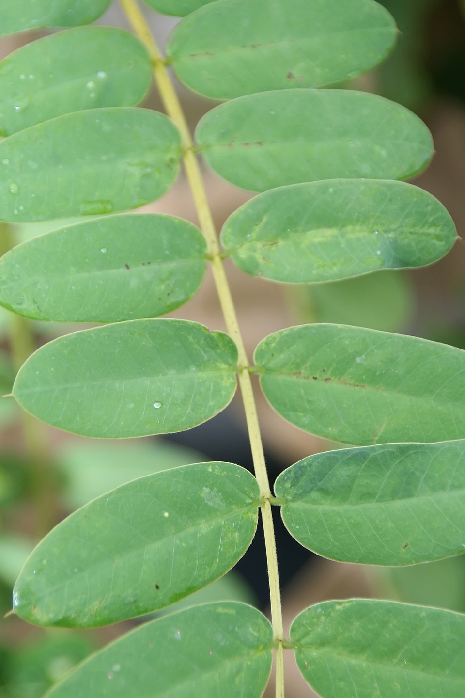 Senna bicapsularis (Butterfly Bush Senna) (alternate view 9)