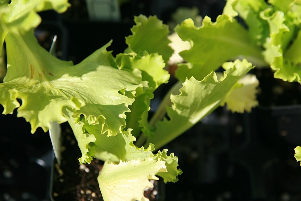 Lactuca sativa 'Great Lakes' (Great Lakes Lettuce) (alternate view 2)