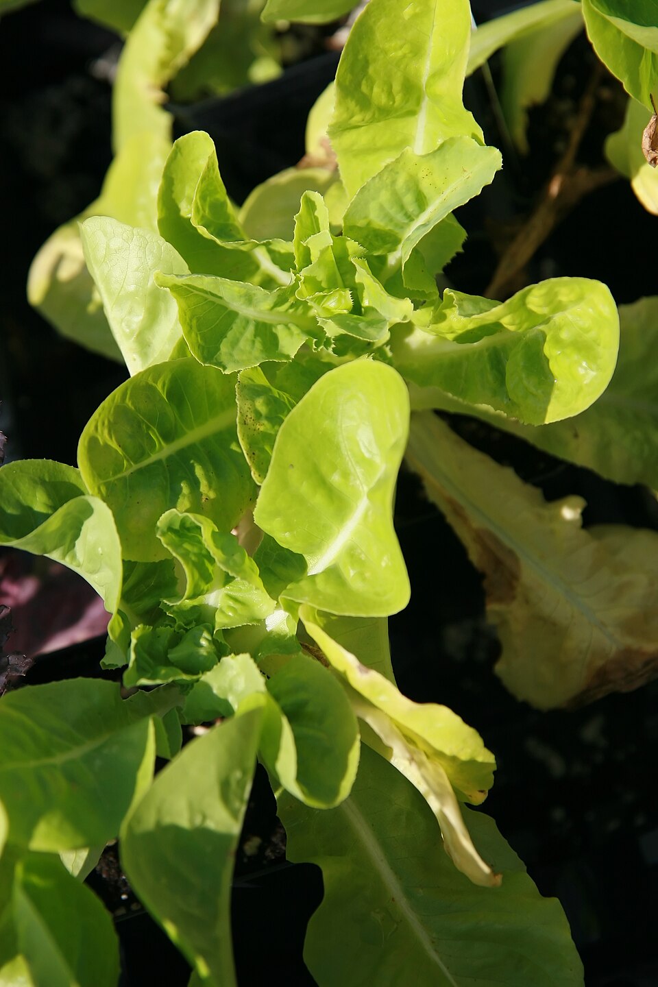 Lactuca sativa 'Buttercrunch' (Buttercrunch Lettuce) (alternate view 2)
