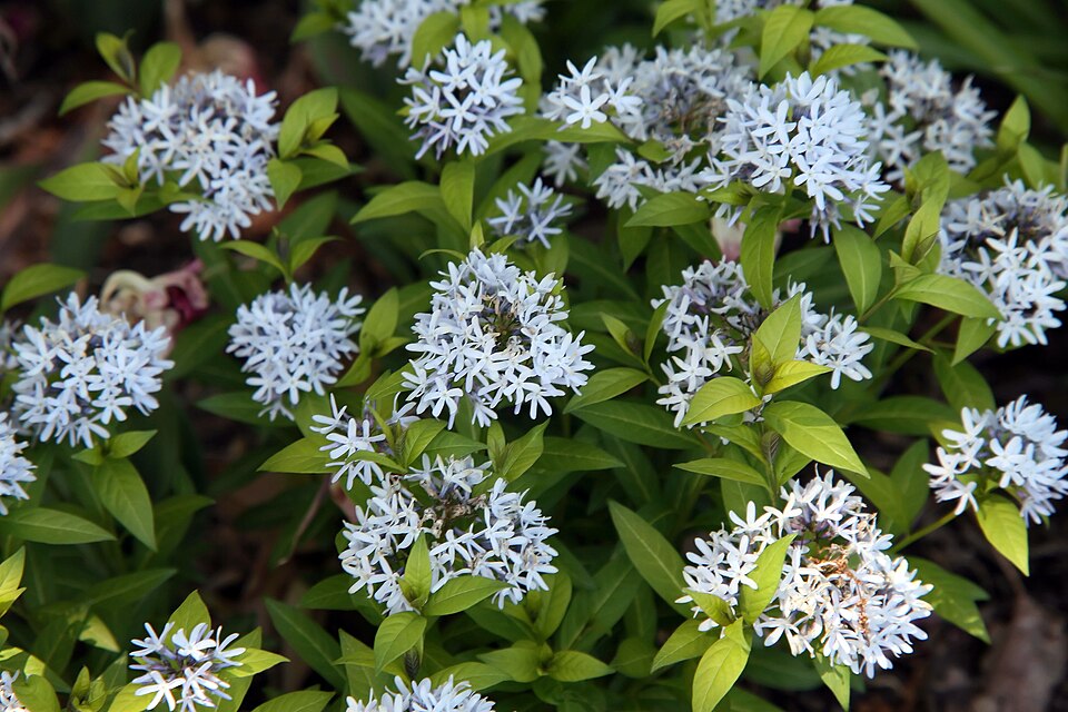 Amsonia × 'Blue Ice' (Blue Ice Bluestar) (alternate view 5)