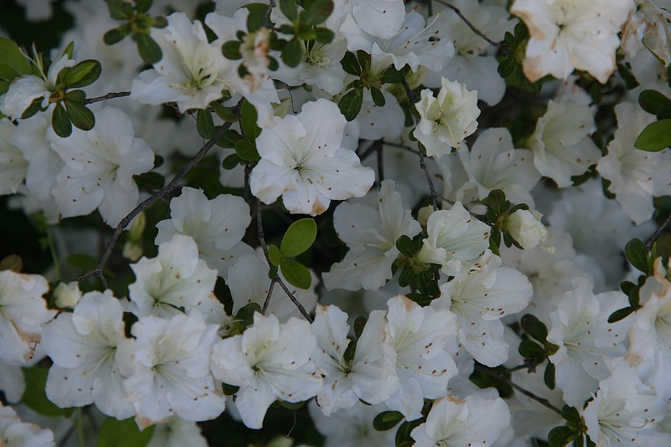 Rhododendron 'Glacier' (Glacier Rhododendron) (alternate view 3)
