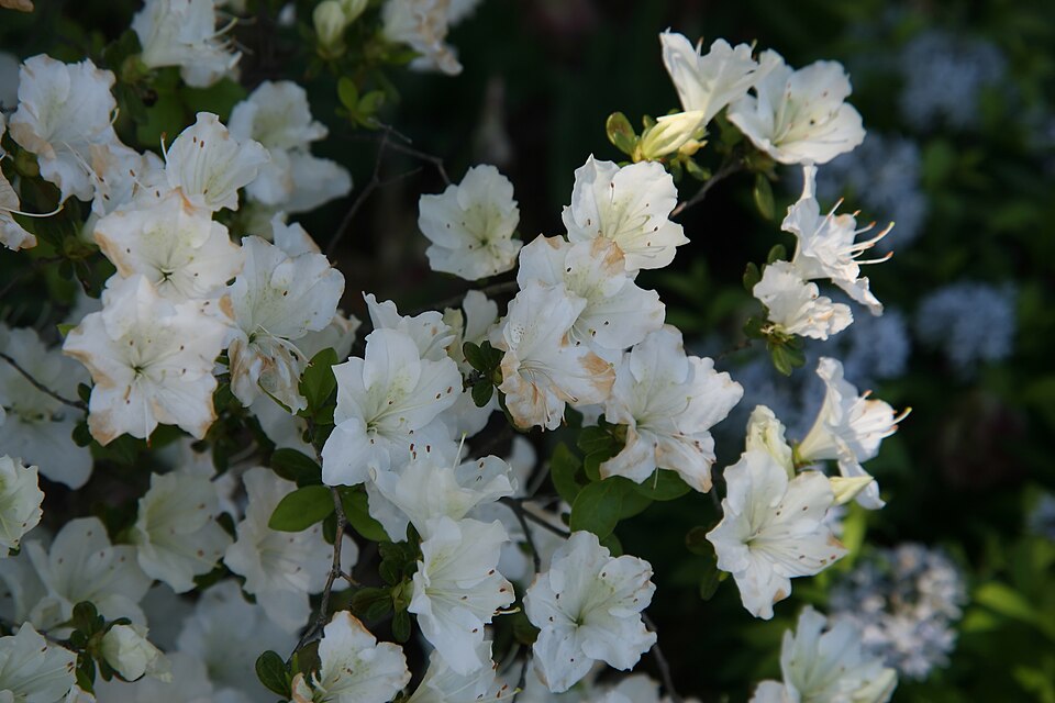 Rhododendron 'Glacier' (Glacier Rhododendron) (alternate view 4)