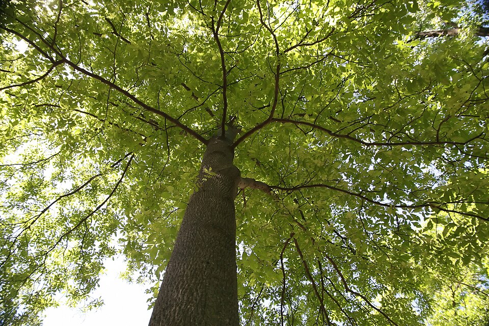 Carya tomentosa (mockernut) (alternate view 6)