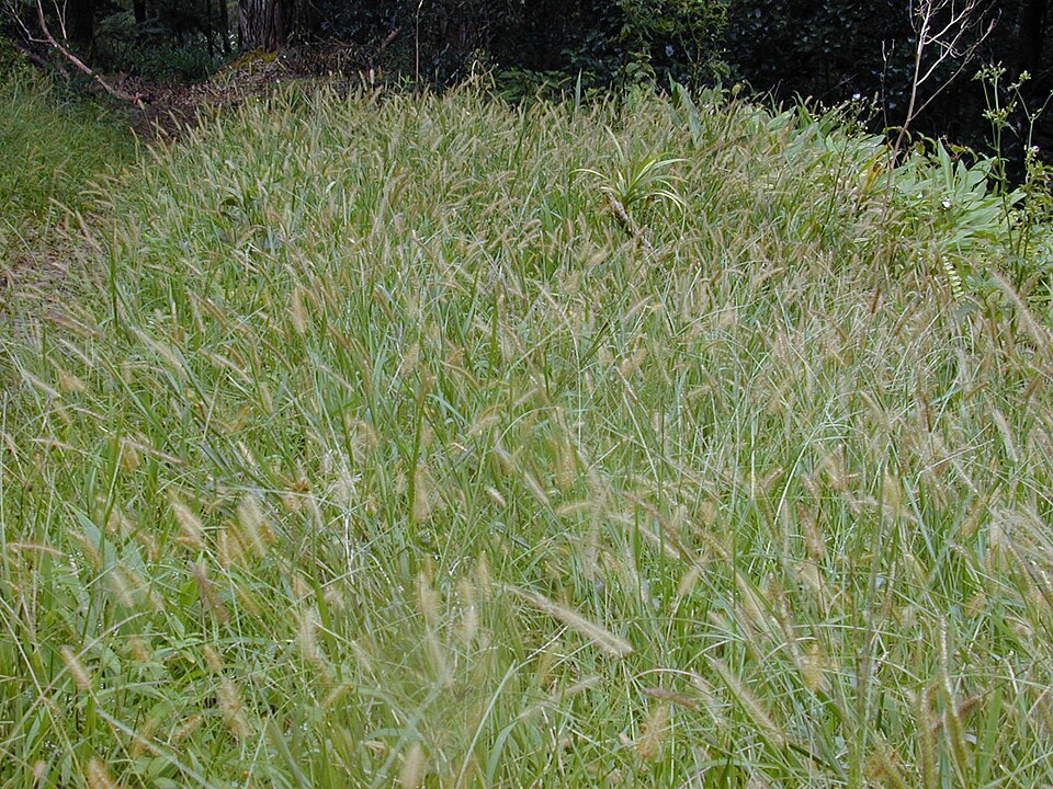Setaria parviflora (knotroot bristlegrass)