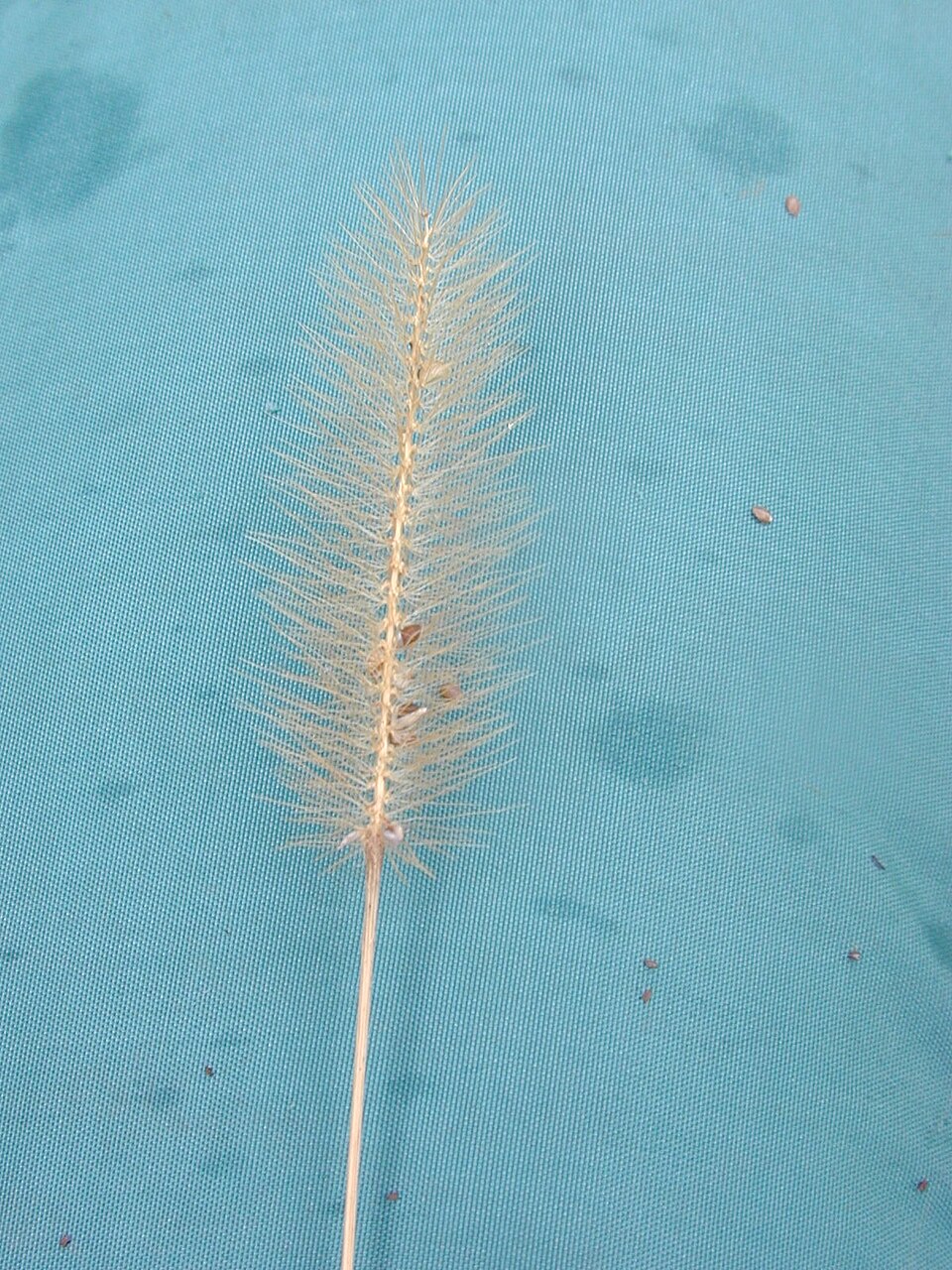 Setaria parviflora (knotroot bristlegrass) (alternate view 2)
