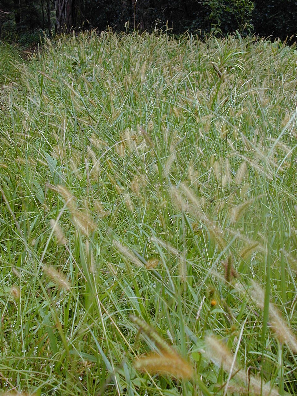 Setaria parviflora (knotroot bristlegrass) (alternate view 3)