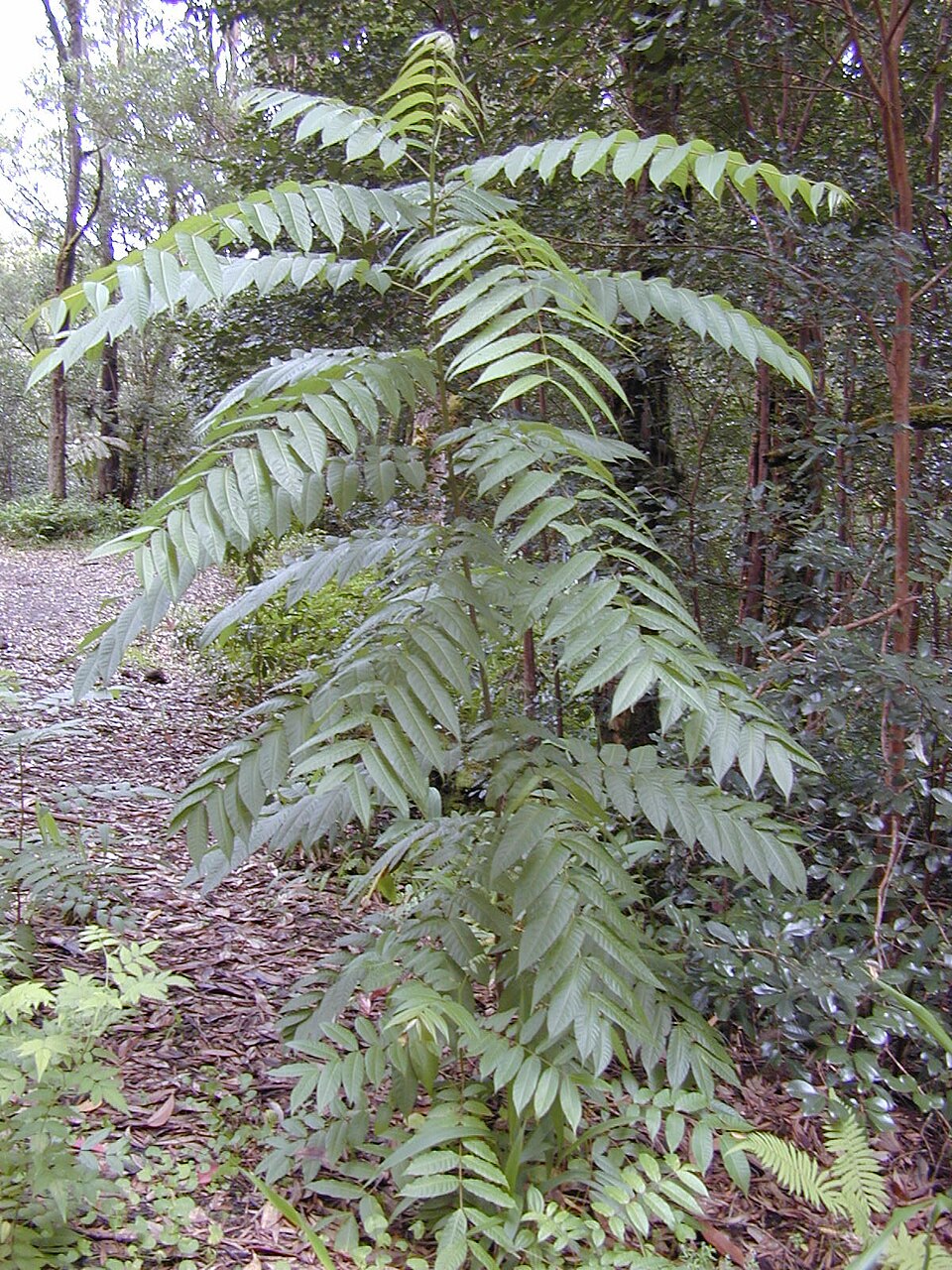 Toona ciliata (Australian Red Cedar) (alternate view 2)