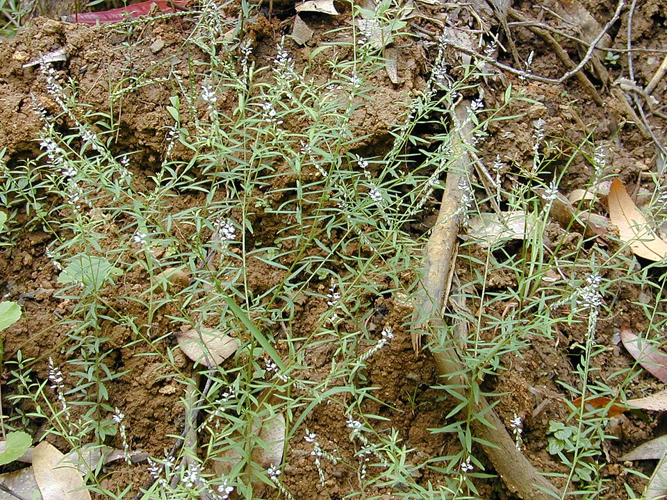 Senega paniculata (rootbeer plant) (alternate view 6)