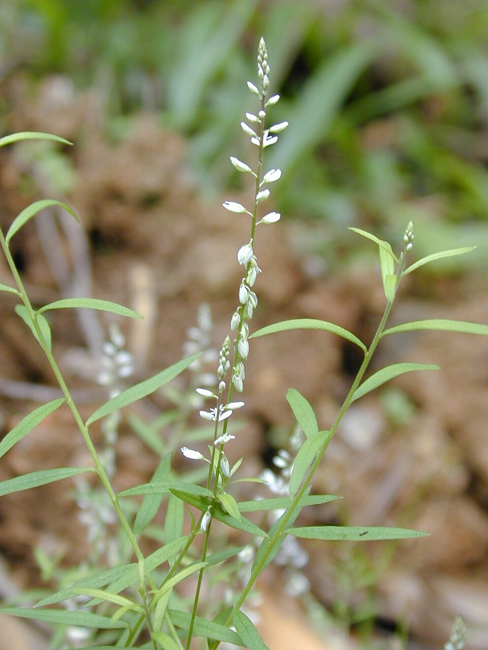 Senega paniculata (rootbeer plant) (alternate view 7)