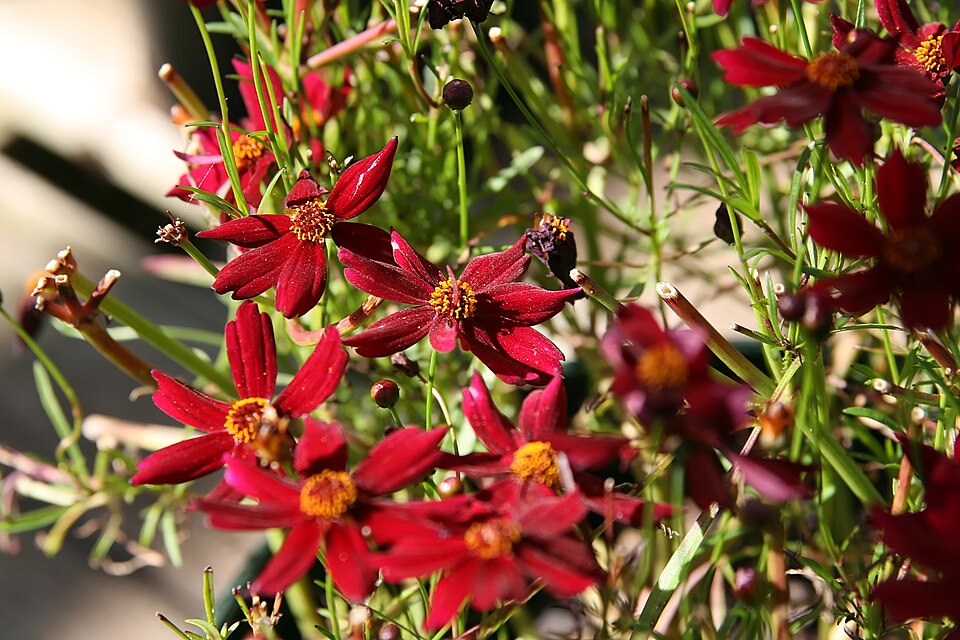 Coreopsis 'Limerock Ruby' (Limerock Ruby Coreopsis) (alternate view 3)
