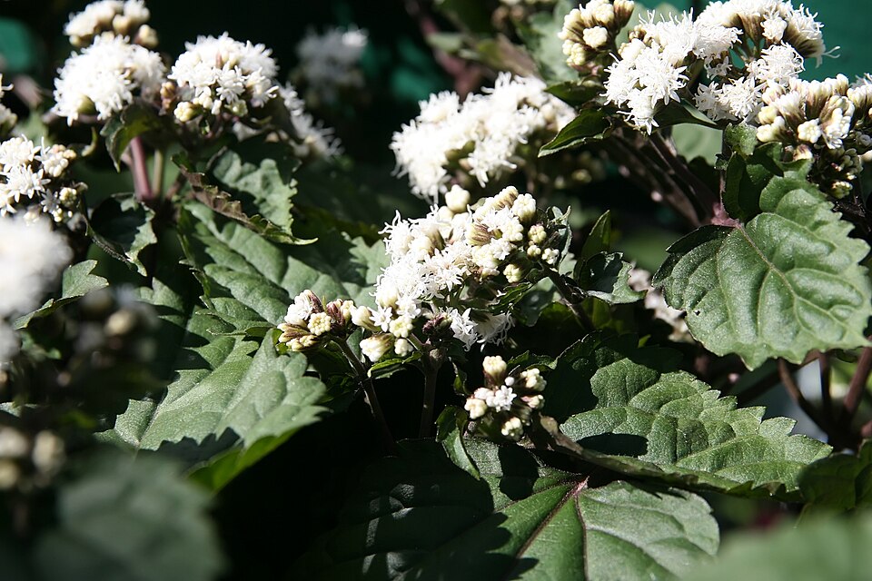Ageratina altissima 'Chocolate' (Chocolate White Snakeroot) (alternate view 5)
