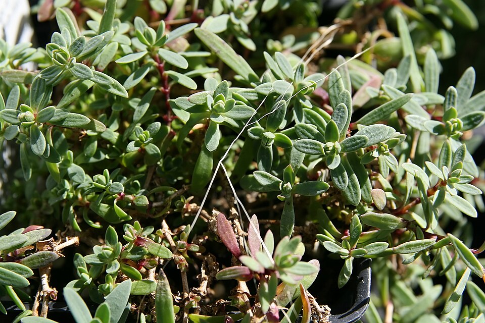 Gypsophila repens 'Rosea' (alternate view 4)