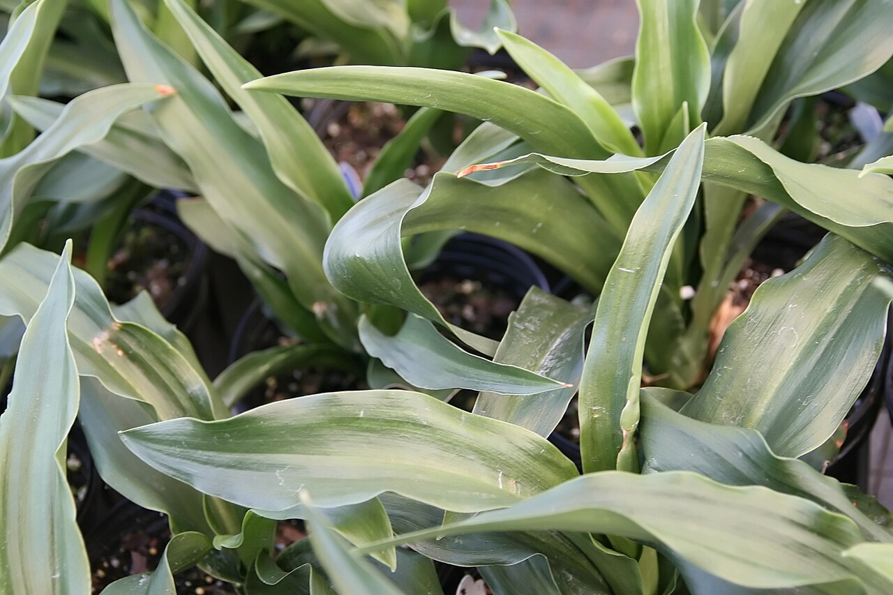 Rohdea japonica, Sacred lily — clumping evergreen (Asparagaceae) (image 4 of 9)