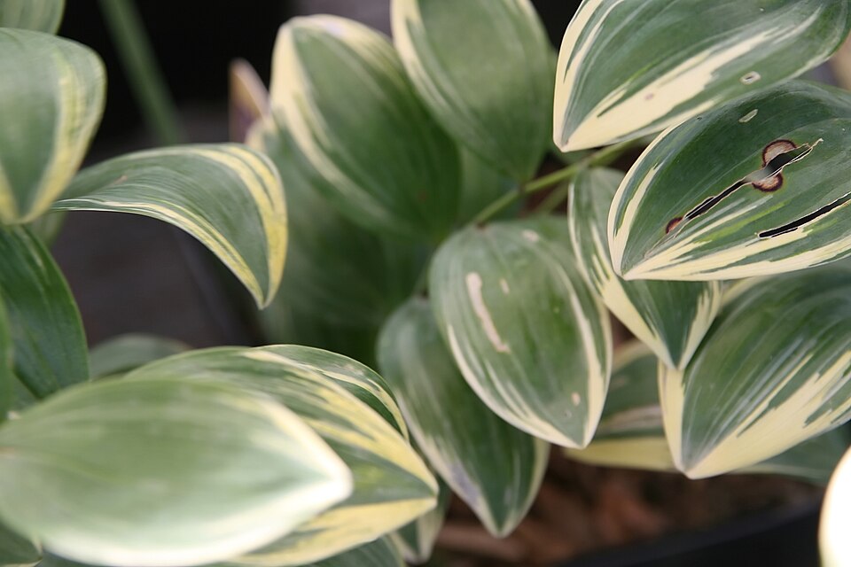 Polygonatum odoratum 'Variegatum' (Variegated Solomon's Seal)