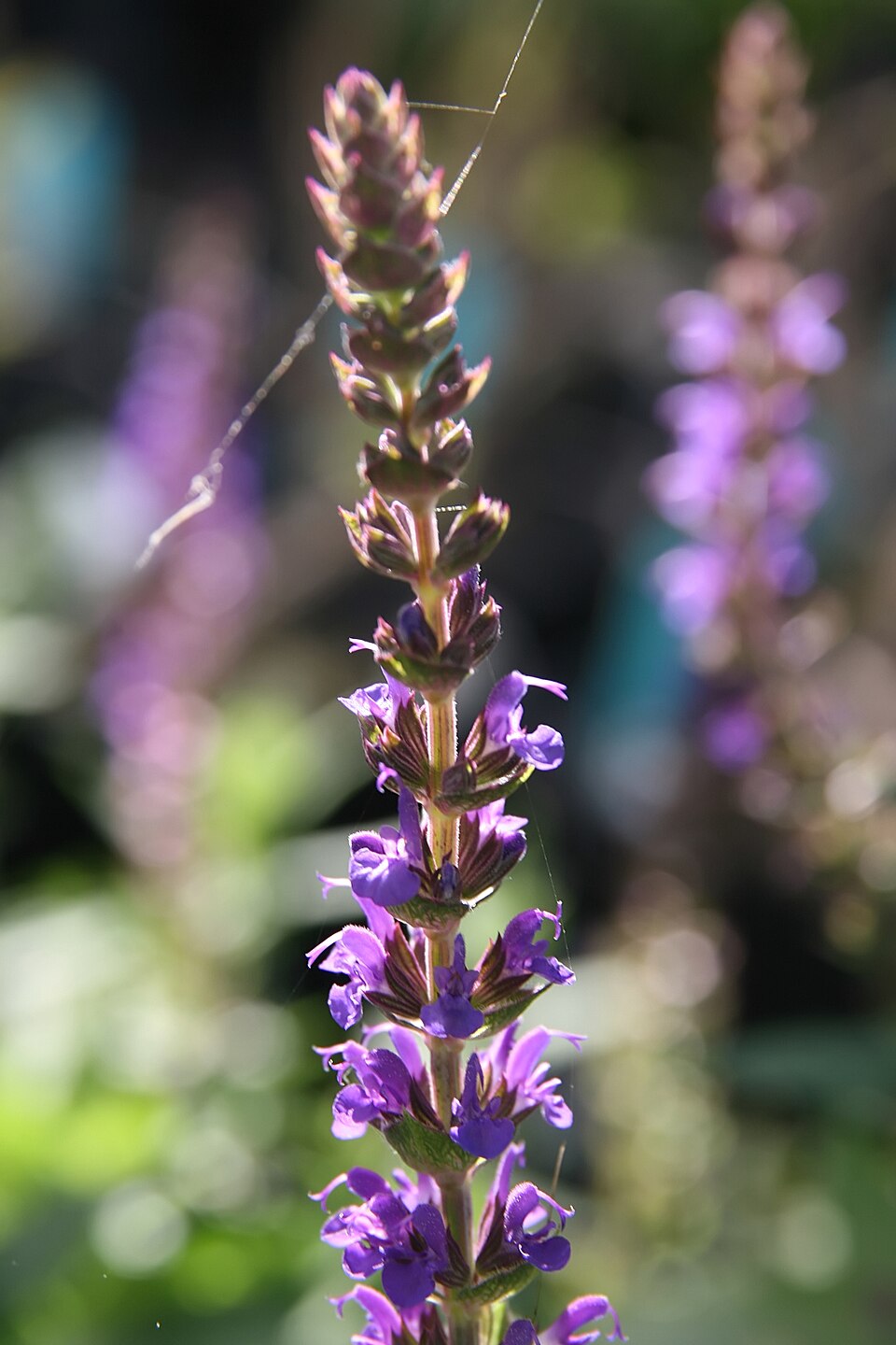 Salvia nemorosa 'East Friesland' (East Friesland Meadow Sage) (alternate view 2)
