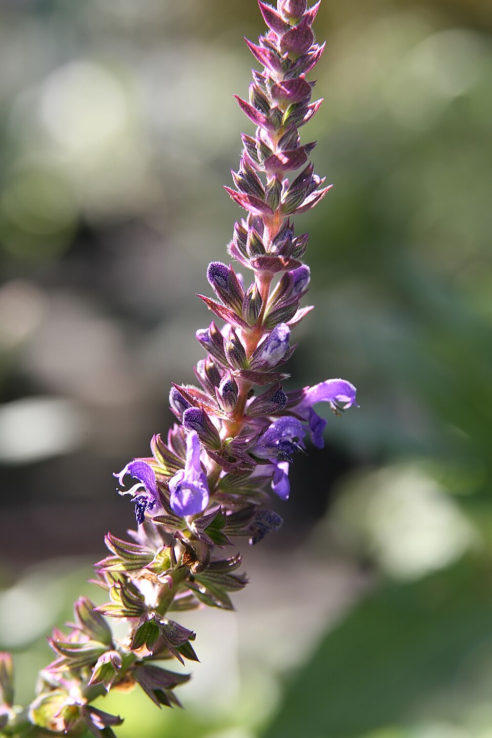 Salvia nemorosa 'Blue Hill' (Blue Hill Meadow Sage) (alternate view 5)