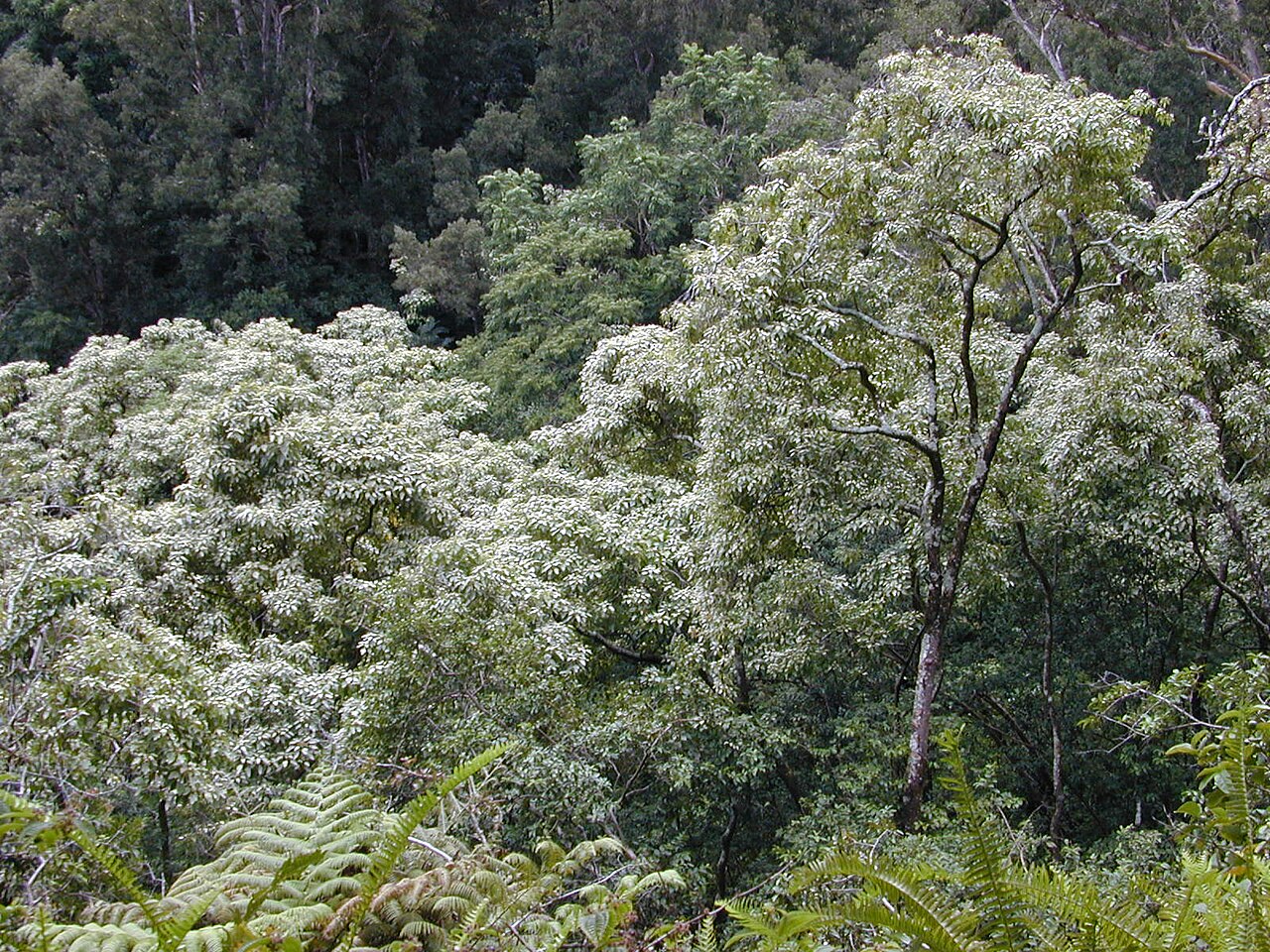 Aleurites moluccanus, Kukui (candlenut) — spreading evergreen (Euphorbiaceae) (image 4 of 6)