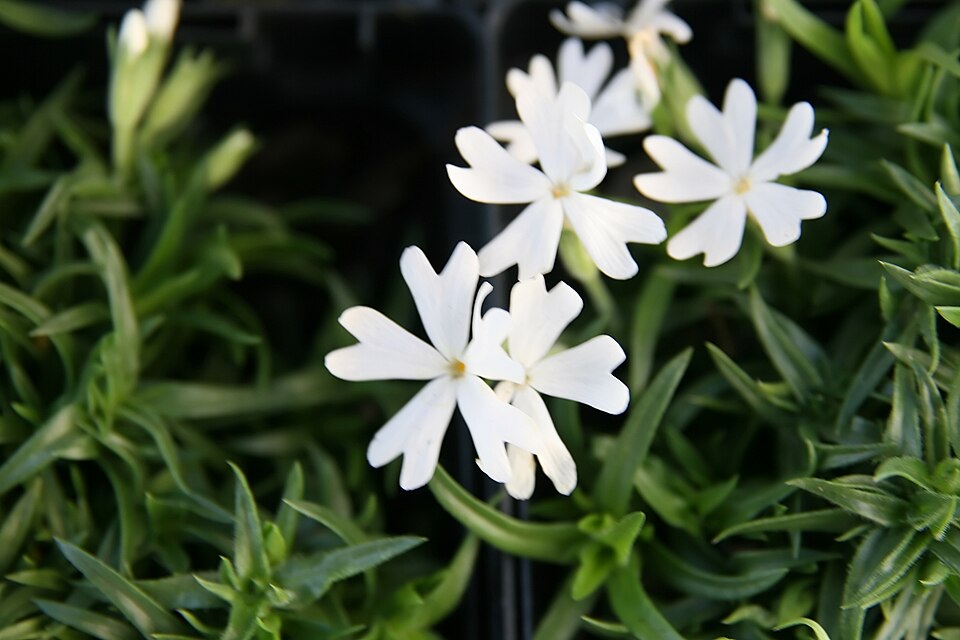 Phlox subulata 'Snowflake' (Snowflake Creeping Phlox) (alternate view 3)