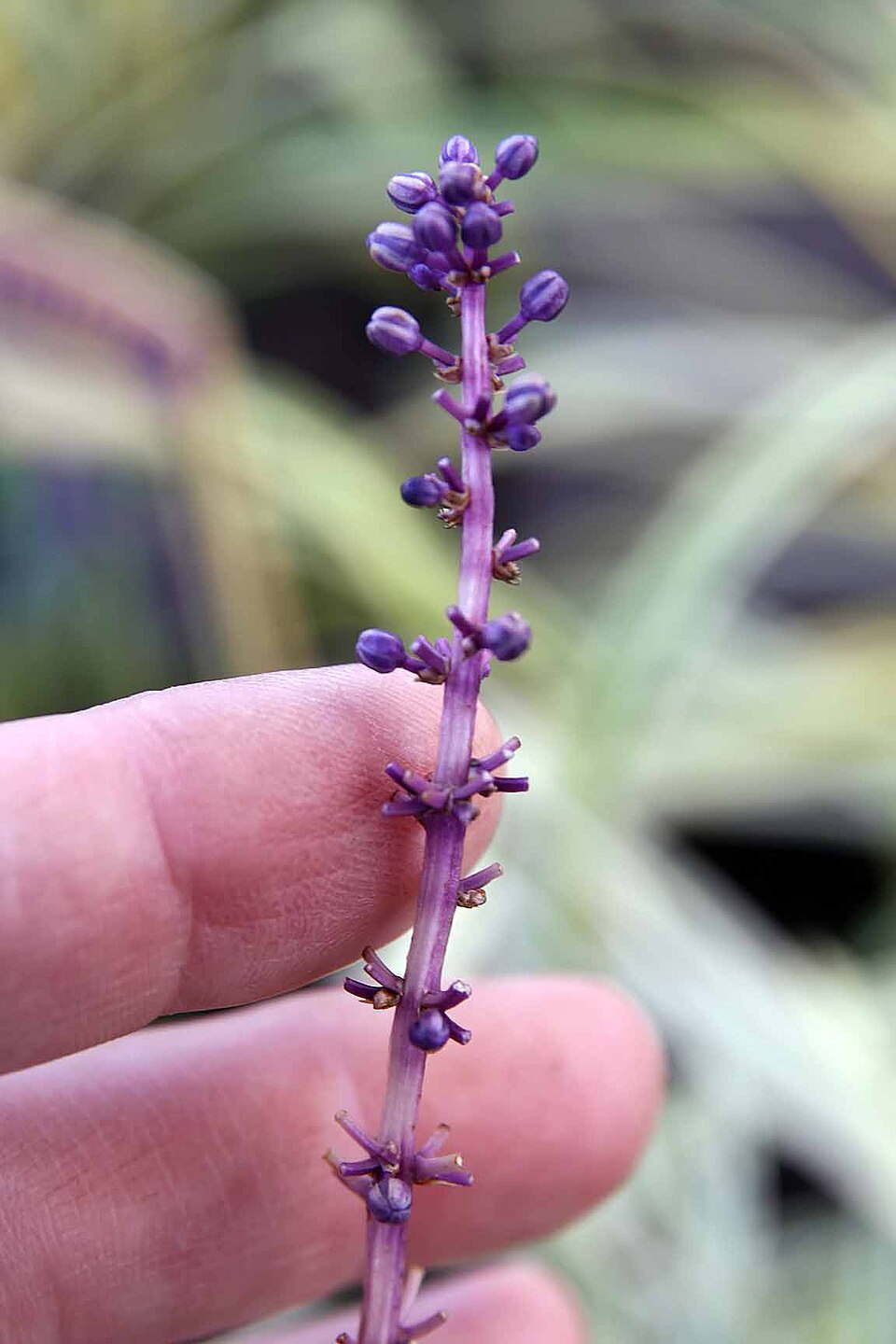 Liriope muscari 'Variegata' (Variegated Lilyturf) (alternate view 4)