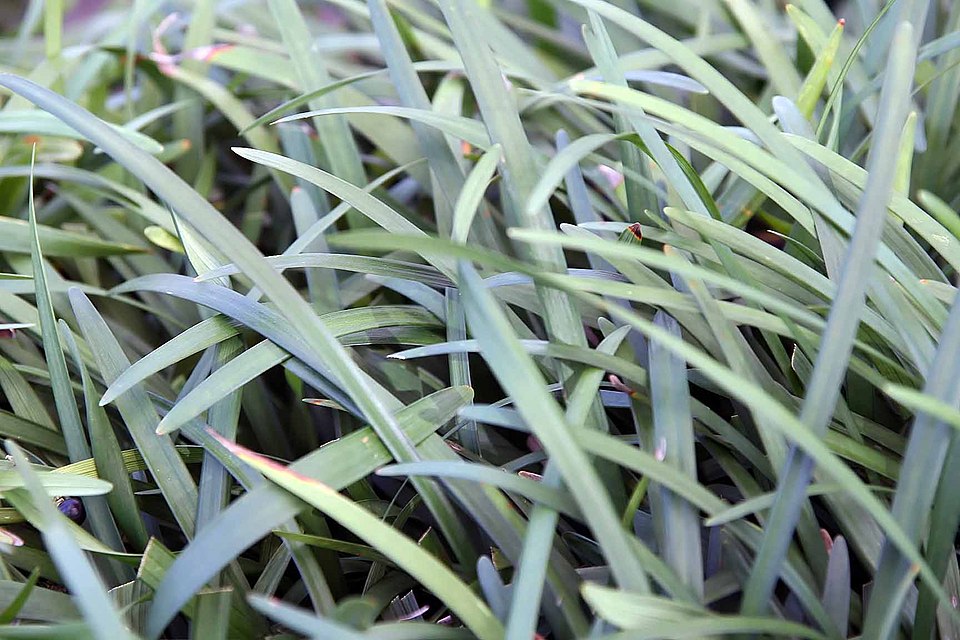 Liriope muscari 'Big Blue' (Big Blue Lilyturf) (alternate view 3)