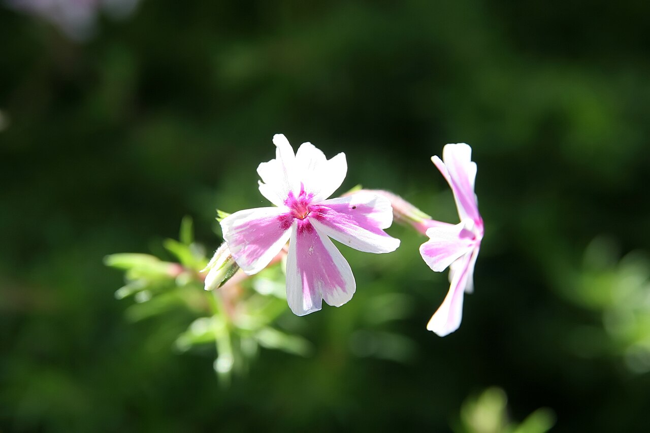 Phlox paniculata 'David', David garden phlox — upright deciduous (Polemoniaceae) (image 7 of 10)