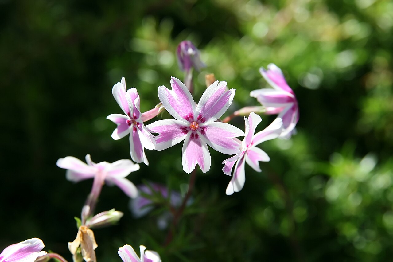 Phlox paniculata 'David', David garden phlox — upright deciduous (Polemoniaceae) (image 8 of 10)