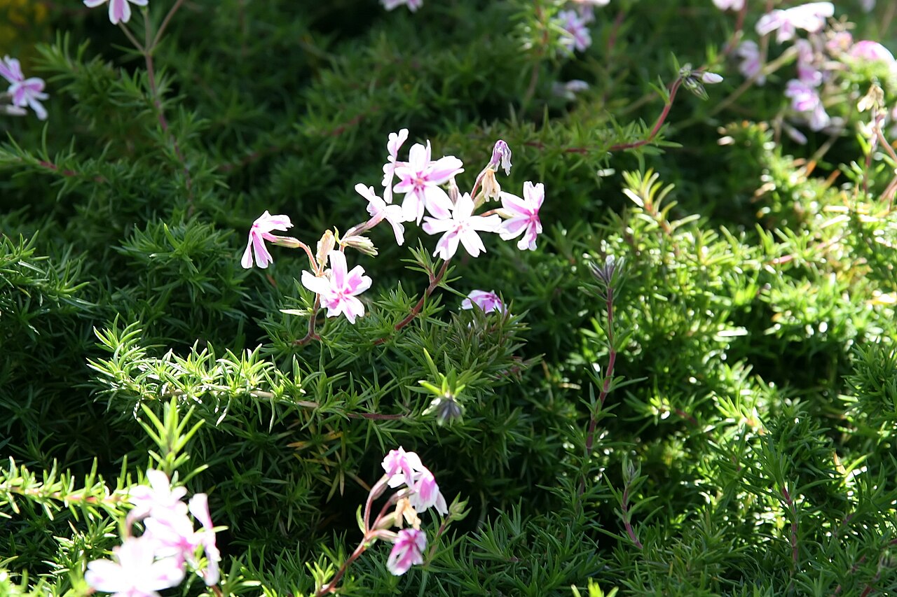 Phlox paniculata 'David', David garden phlox — upright deciduous (Polemoniaceae) (image 9 of 10)