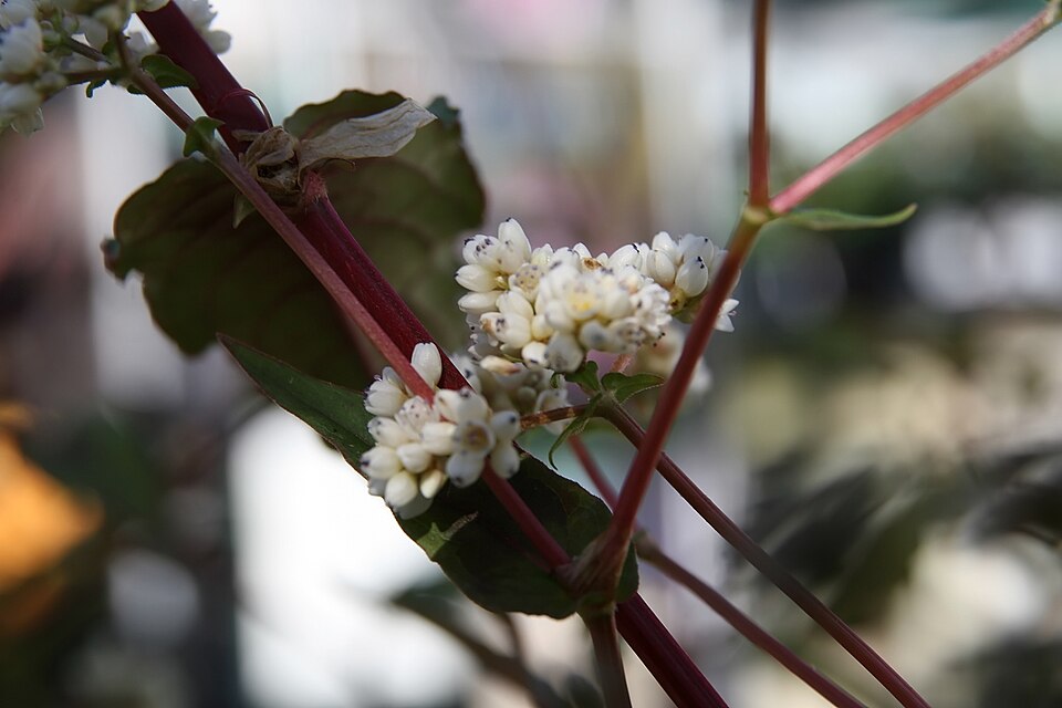 Persicaria microcephala 'Red Dragon' (Red Dragon Knotweed) (alternate view 5)