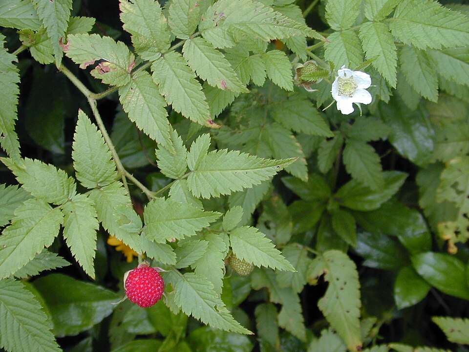 Rubus rosifolius (roseleaf bramble) (alternate view 8)