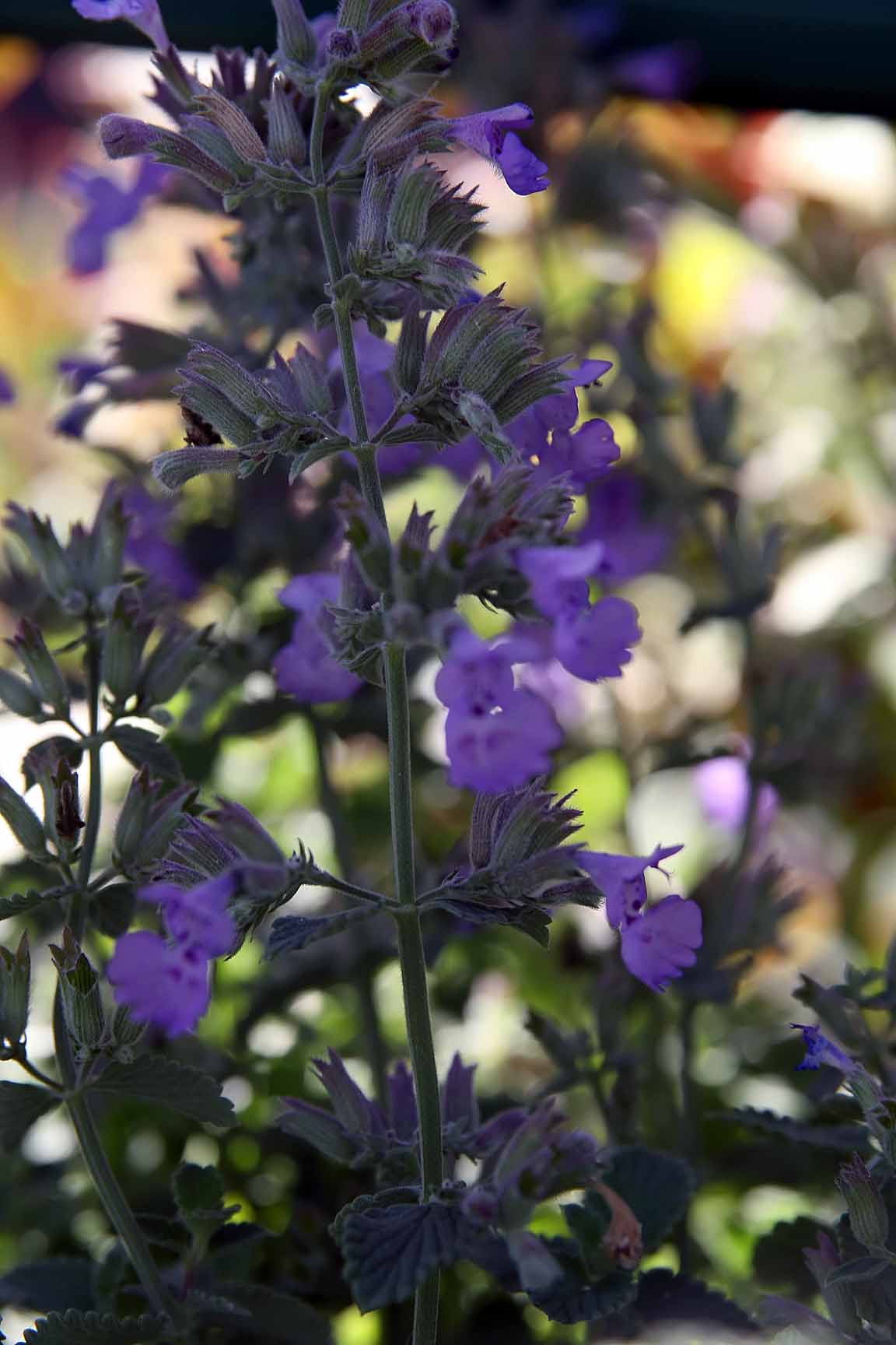 Nepeta faassenii 'Walker's Low', Walker's Low catmint — mounding deciduous (Lamiaceae) (image 4 of 7)