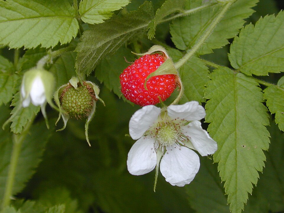 Rubus rosifolius (roseleaf bramble) (alternate view 9)