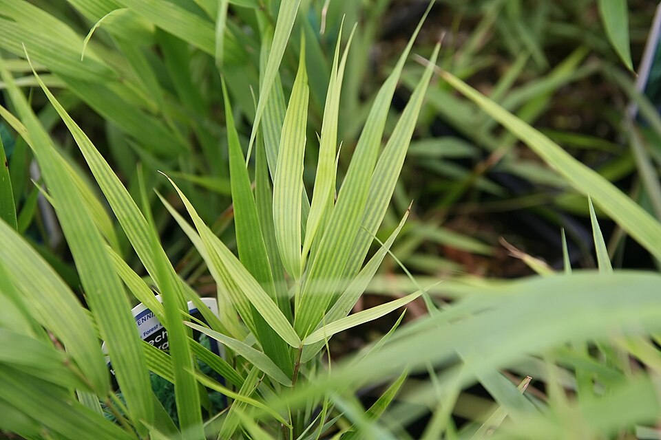 Hakonechloa macra (Hakone grass) (alternate view 8)
