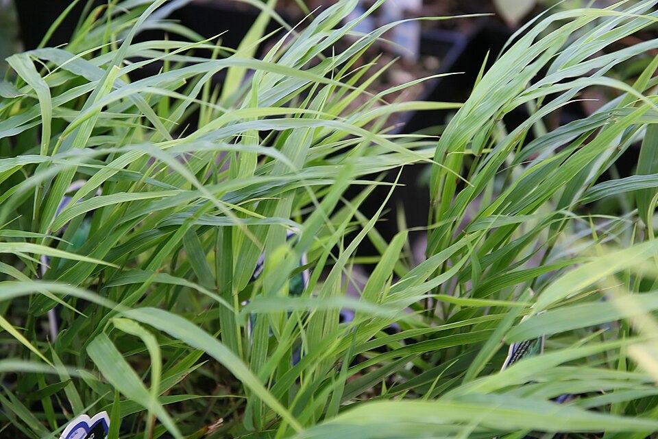 Hakonechloa macra (Hakone grass) (alternate view 9)