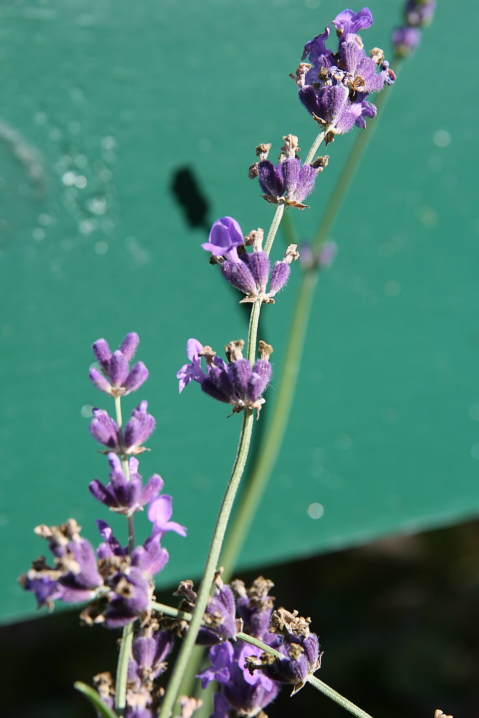 Lavandula angustifolia 'Munstead' (Munstead Lavender) (alternate view 5)