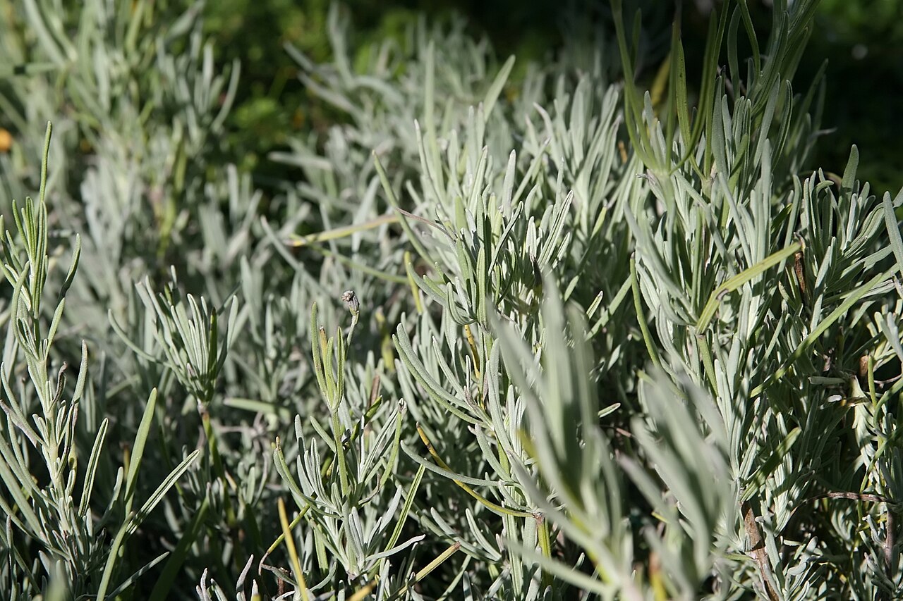 Lavandula intermedia 'Grosso', Grosso lavandin — mounding evergreen (Lamiaceae) (image 3 of 3)