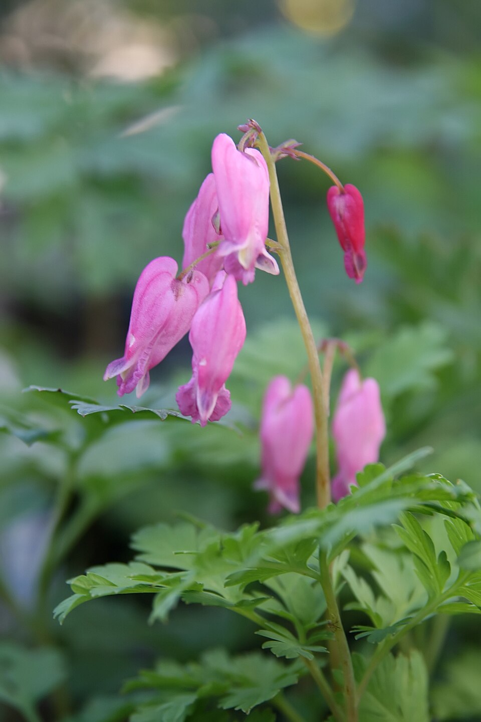 Dicentra 'Luxuriant' (Luxuriant Bleeding Heart) (alternate view 4)
