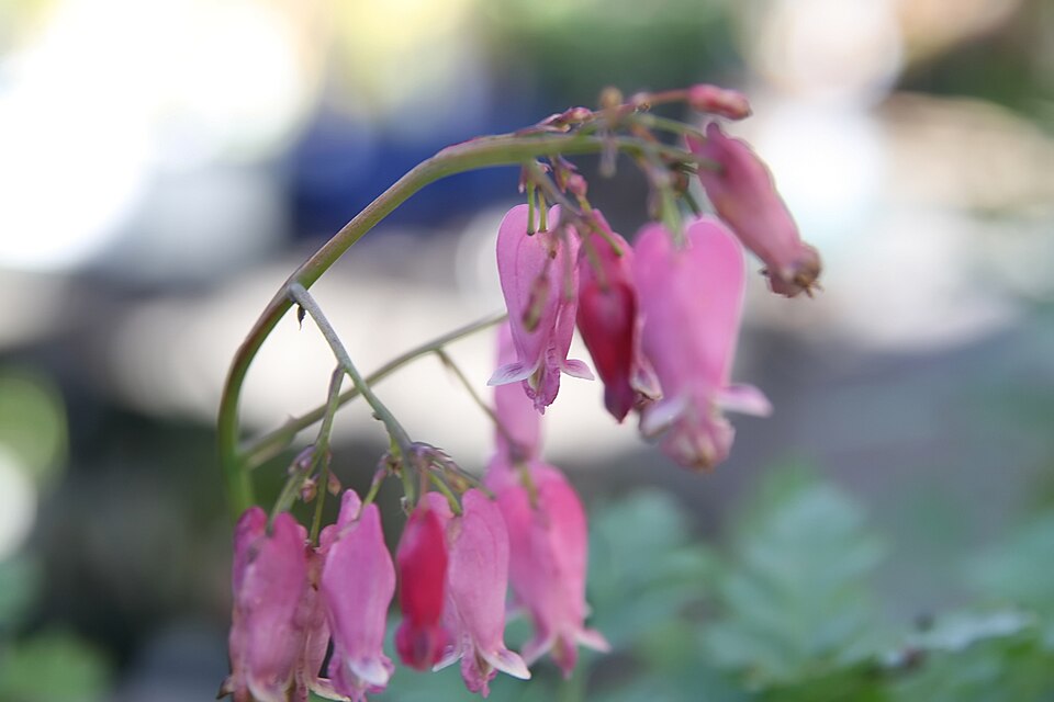 Dicentra 'Luxuriant' (Luxuriant Bleeding Heart) (alternate view 5)