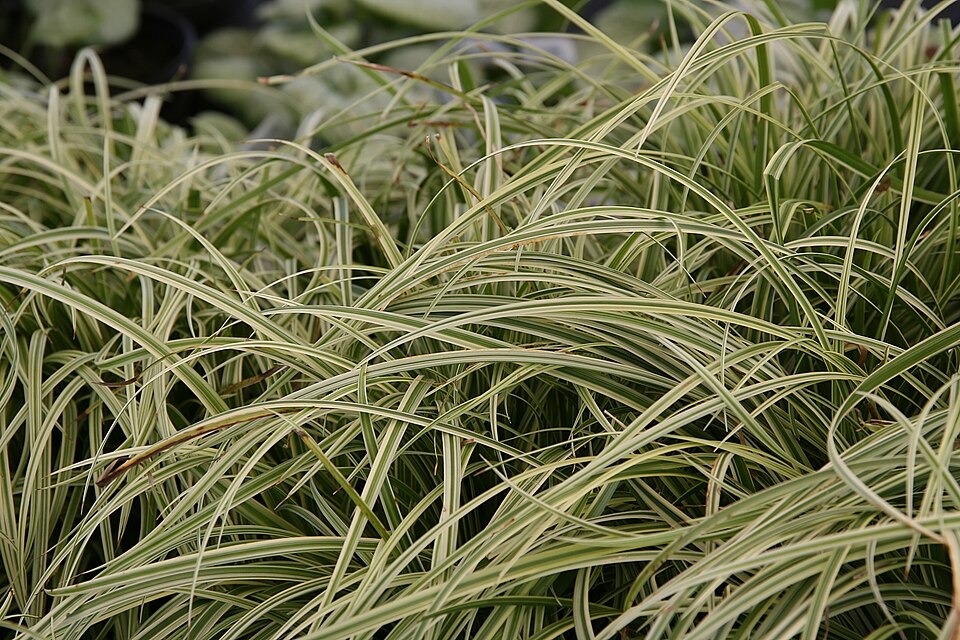 Carex morrowii 'Silver Sceptre' (Silver Sceptre Japanese Sedge)