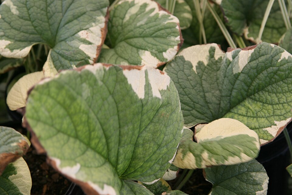 Brunnera macrophylla 'Dawson's White' (Dawson's White Brunnera)