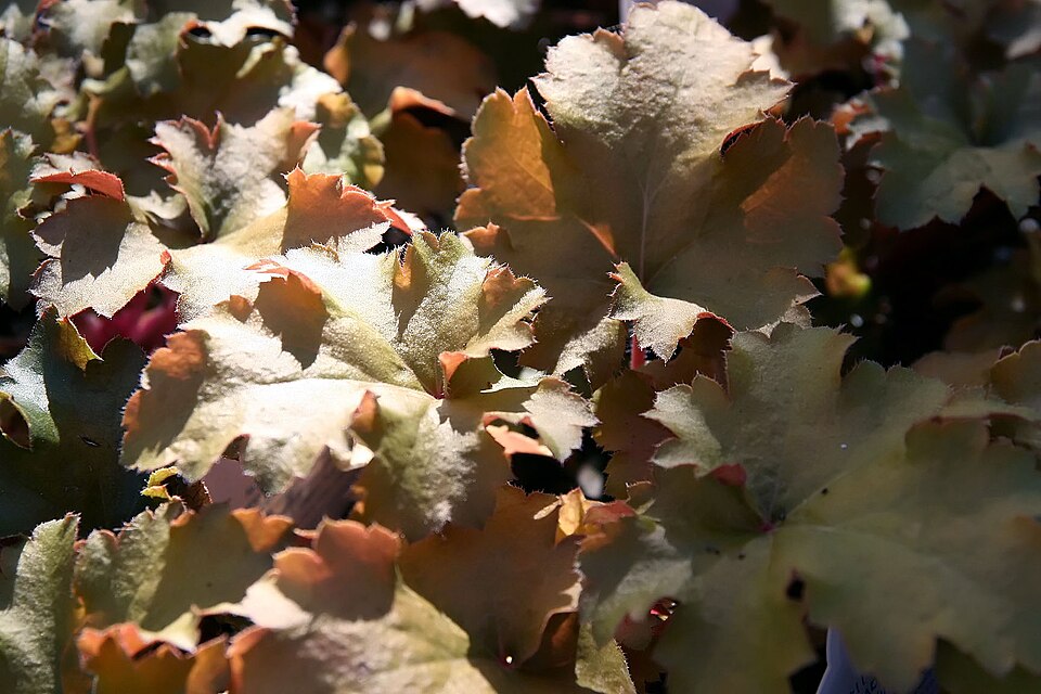 Heuchera 'Amber Waves' (Amber Waves Coral Bells)