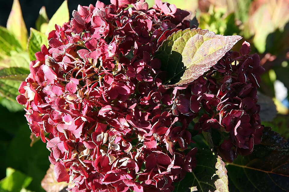 Hydrangea macrophylla 'Blushing Bride' (Blushing Bride Hydrangea) (alternate view 4)
