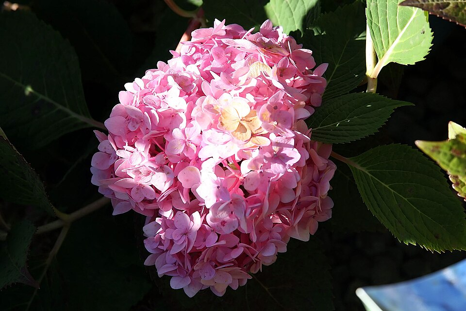 Hydrangea macrophylla 'Blushing Bride' (Blushing Bride Hydrangea) (alternate view 5)